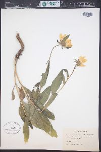 Helianthella uniflora image