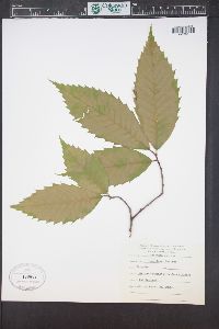 Castanea dentata image