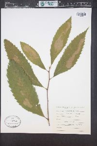 Castanea dentata image