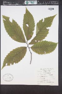 Castanea dentata image