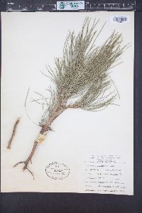 Pinus ponderosa image