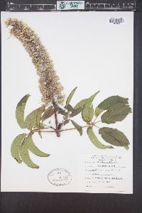 Aesculus californica image