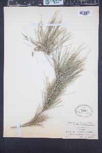 Pinus halepensis image