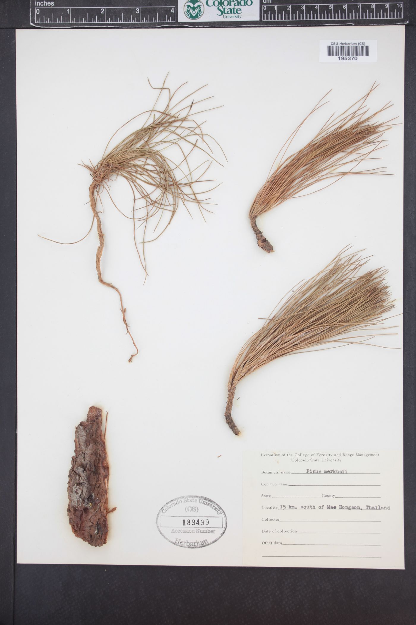 Pinus merkusii image