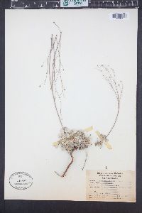 Eriogonum tenellum image