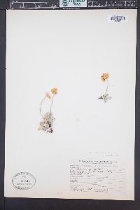 Eriogonum ovalifolium image