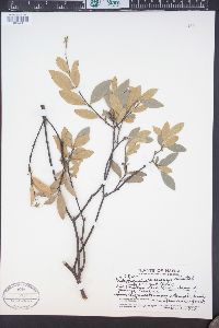 Image of Wikstroemia oahuensis