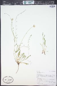 Erigeron flagellaris image