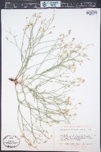 Stephanomeria pauciflora image