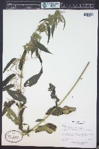 Urtica gracilis image