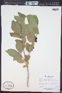 Lonicera involucrata image