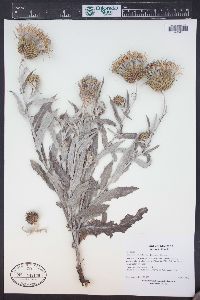 Cirsium undulatum image