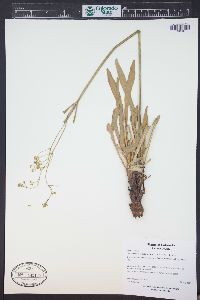 Valeriana edulis image