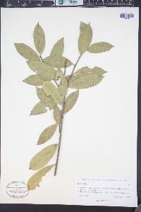 Ilex rubra image