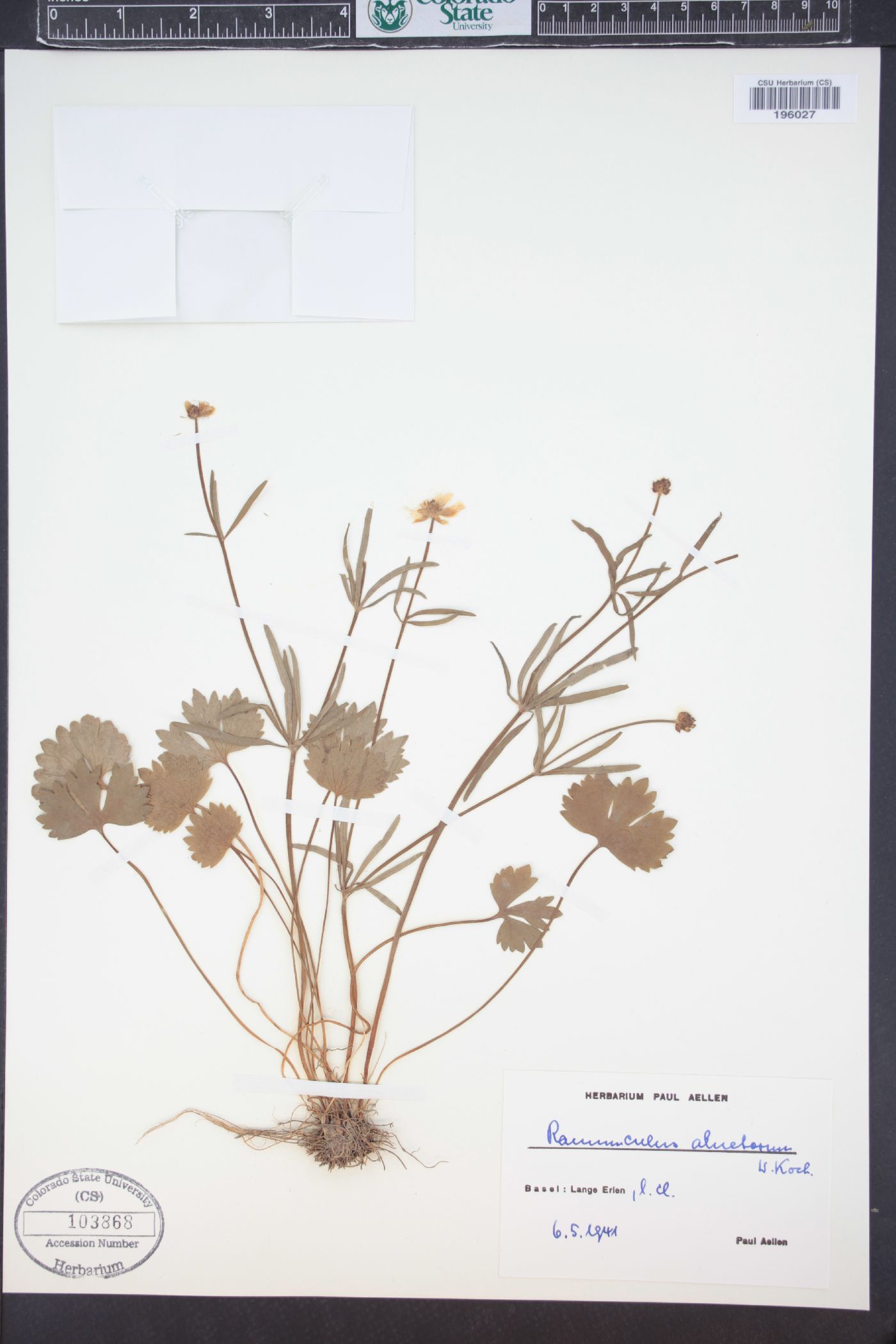 Ranunculus alnetorum image