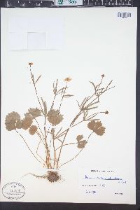 Image of Ranunculus alnetorum