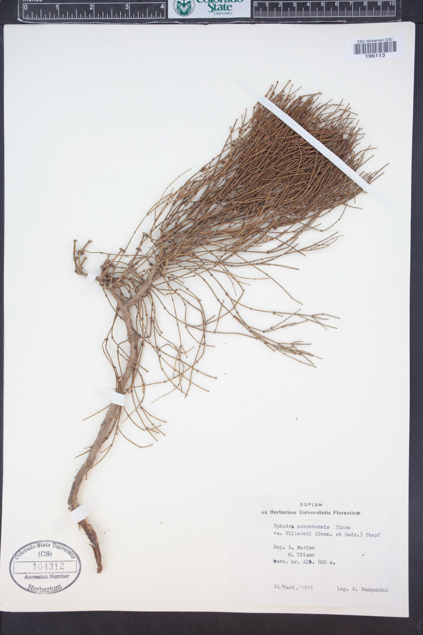 Ephedra major image