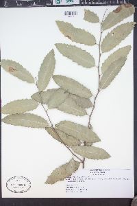 Image of Maytenus aquifolium