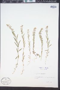 Polygala comosa image