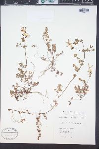 Fumaria flabellata image