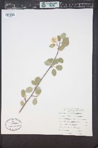 Amelanchier alnifolia image