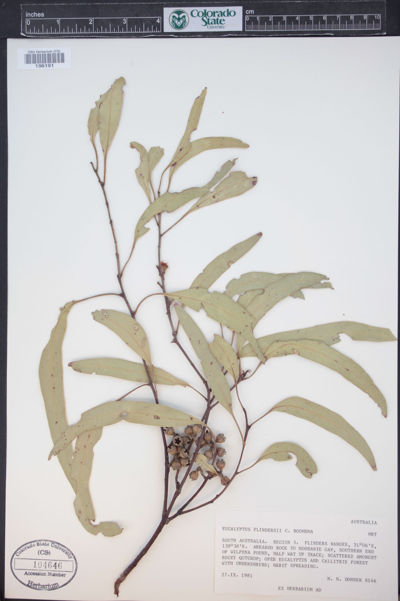 Eucalyptus flindersii image
