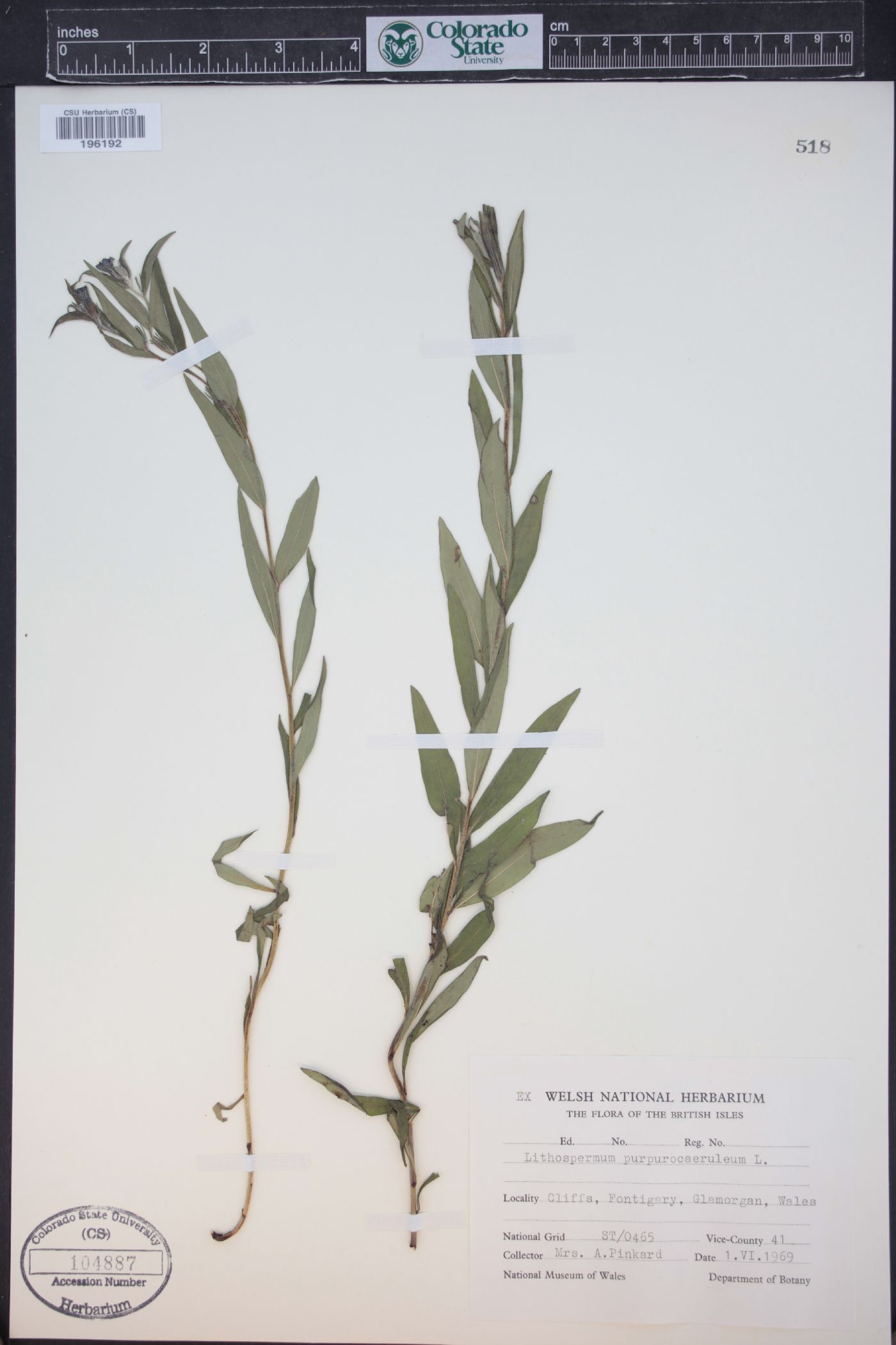 Buglossoides purpurocaerulea image