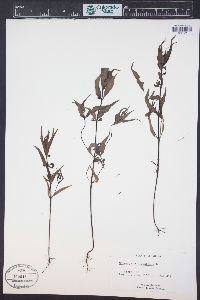 Melampyrum sylvaticum image