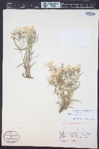 Phlox longifolia image