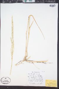 Calamovilfa longifolia image