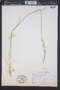 Elymus trachycaulus subsp. subsecundus image