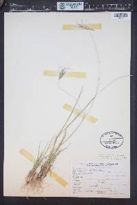 Elymus scribneri image