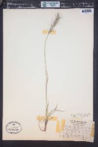 Elymus scribneri image