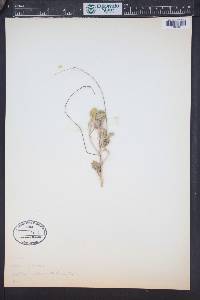 Sida pedunculata image