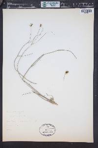 Glossocardia bidens image