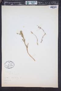 Haloragis odontocarpa image