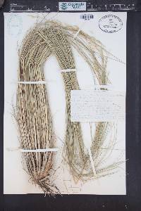 Stipa caudata image
