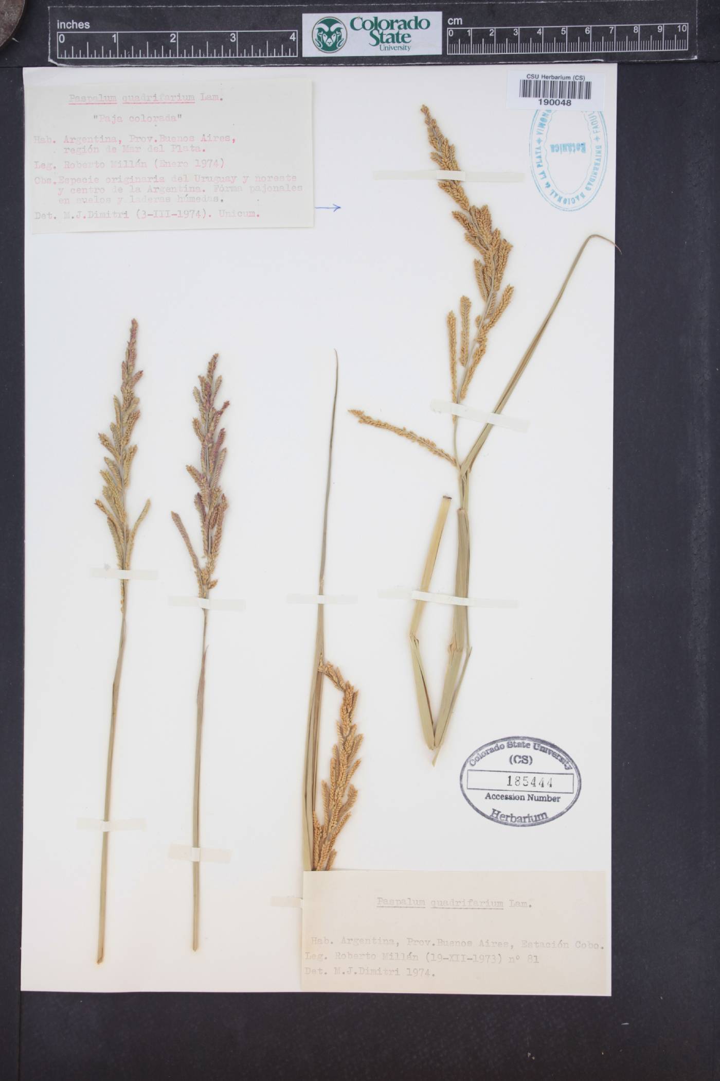 Paspalum quadrifarium image