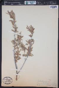 Salix geyeriana image