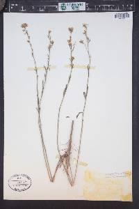 Thelypodium integrifolium image