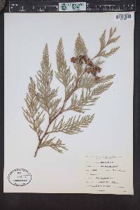 Thuja plicata image