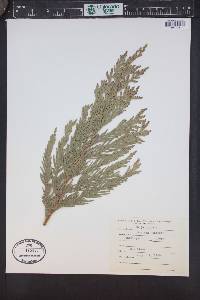 Thuja plicata image