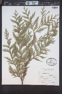 Thuja plicata image