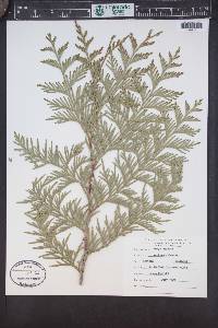 Thuja plicata image