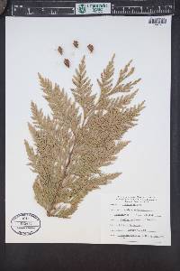 Thuja plicata image