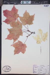 Acer nigrum image