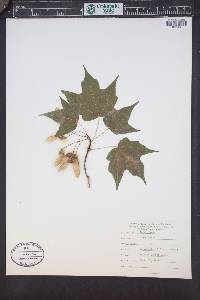 Acer nigrum image