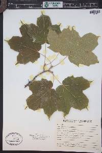 Acer nigrum image