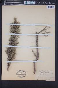 Juniperus californica image