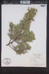 Juniperus deppeana image